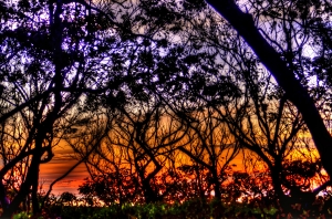 grateful dead sunset