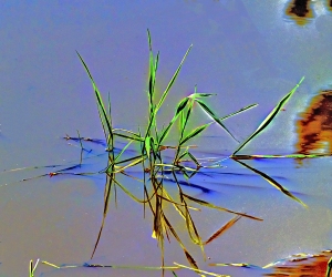 Reeds #4
