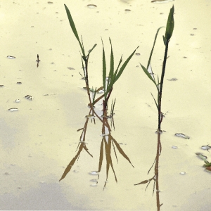 Dancing g in the Moon lighte 