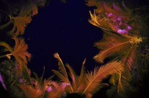 Red Palms From the Pool