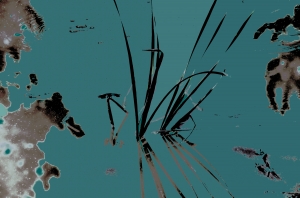  Dragonflies hang out here 