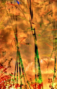 Magical mystery weed