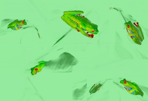 How treefrog play